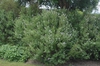 Ceanothus x delilianus