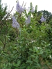 - Ceanothus x pallidus 'Marie Simon' -form