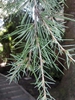 Cedrus deodara