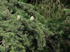 Cedrus deodara