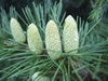 Cedrus deodara