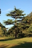 Cedrus deodara