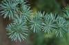 Closeup of a branch with blue-green leaves
