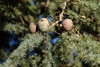 Fruit and leaves of the tree