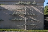Grown as an espalier form