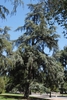 Form of the tree