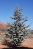 Form of the tree with blue-green leaves