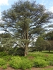Cedrus atlantica form