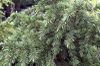 Cedrus deodara 'Divinely blue'