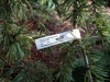 Cedrus deodara "Karl Fuchs'