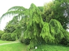 Cedrus deodara 'Pendula'