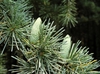 Cedrus deodara 'Pendula'