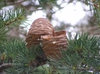 Cedrus deodara 'Pendula'