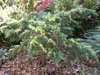 Cedrus deodara 'Devinely Blue'