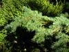 Cedrus deodara 'Devinely Blue'