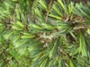 Cedrus deodara 'Karl Fuchs'