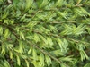 Cedrus deodara 'Karl Fuchs'