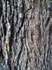 Cedrus libani