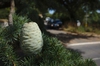 Cedrus libani
