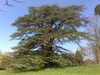 Cedrus libani