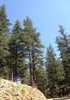 Cedrus libani