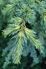 Cedrus libani