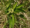 Male flowers and leaves