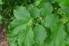 Leafy branch with green axillary flowers.
