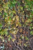 Aging & yellowing leaves and red seeds in open capsules.