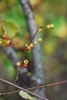 Branch with open capsules displaying red seeds.