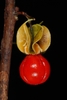 Open capsules with red seeds.