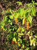 Immature fruit in terminal pendulous clusters.