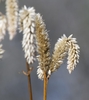 inflorescences of Celosia argentea spike like in Winter