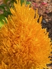 Closeup - Lewis Ginter Bot. Gardens, Richmond, VA - Early Summer