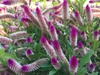 Celosia spicata