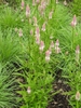 'Flamingo Feather' form
