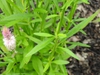 Celosia spicata