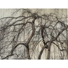 Leafless winter form