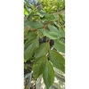 Green opposite leaves on a zig-zag stem
