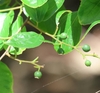 Immature green drupes