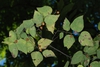 Leaves and fruit (Schuyler County, NY)-Early Fall