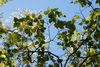 Branches (Schuyler County, NY)-Early Fall