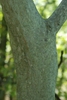 Tree trunk (Schuyler County, NY)-Early Fall