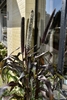 Dark-leafed grass with dense upright spike of grain