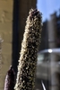 Close-up on dense, cattail-like spike of grain