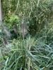 Cenchrus alopecuriod 'Moundry' Form with flower stalks