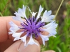 Purple and white daisy flowers