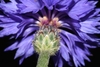 Blue daisy flowers, close up. showing phyllaries.