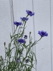 Blue daisy flowers