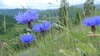 blue/purple flowers and green stems